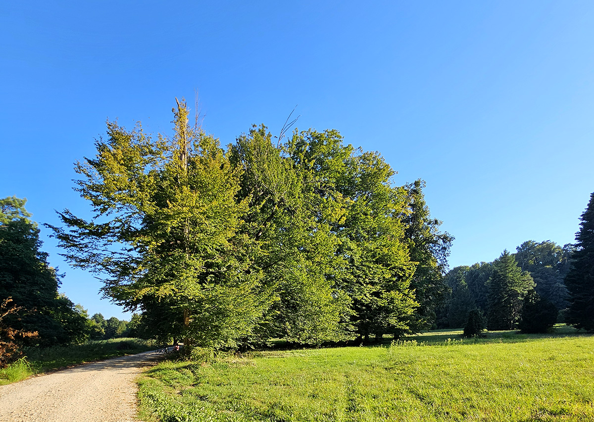 Arboretum Opeka